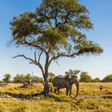 Relaxing Elephant, Namibia