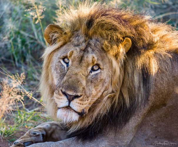 Resting lion