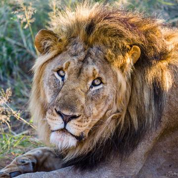 Resting lion, Namibia