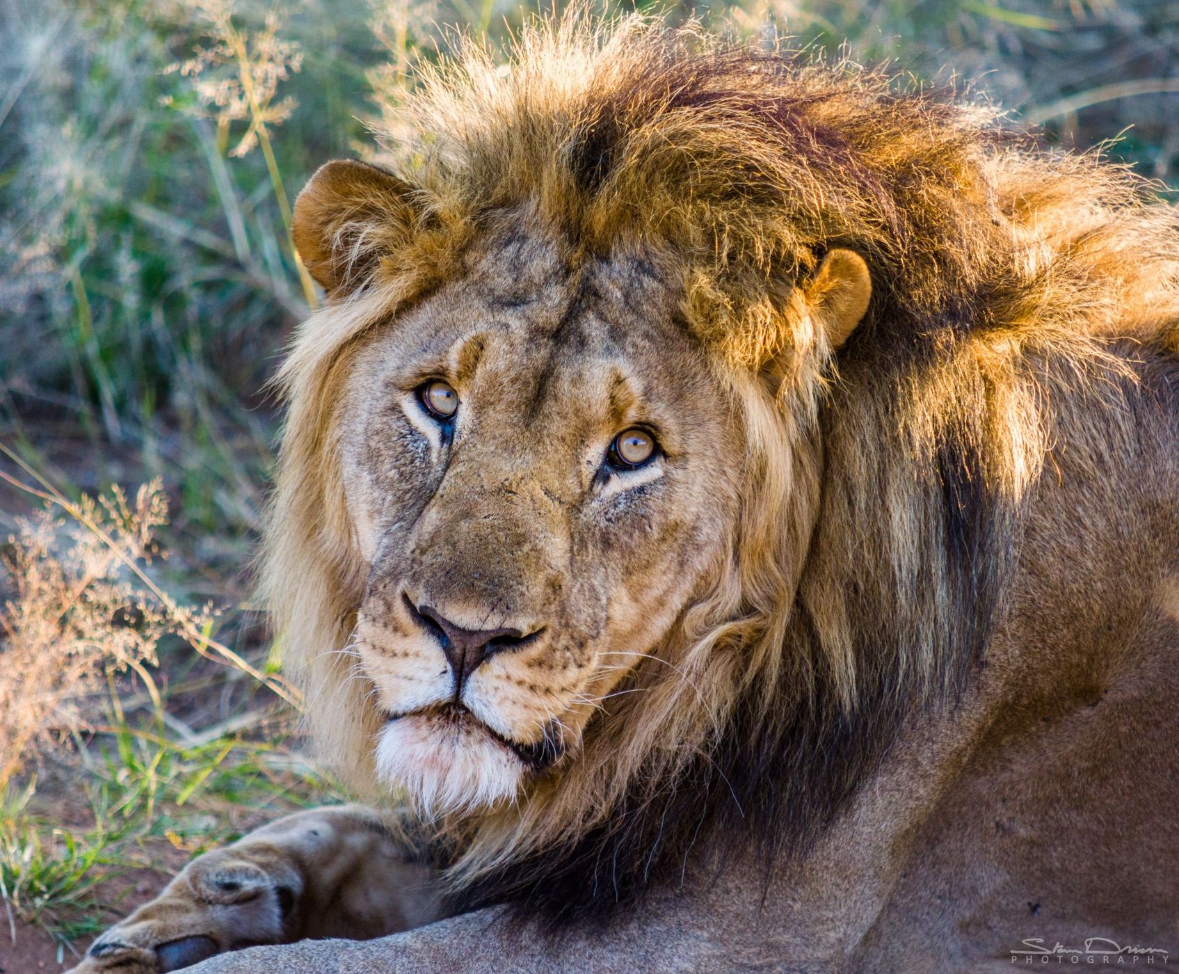 Resting lion, Namibia