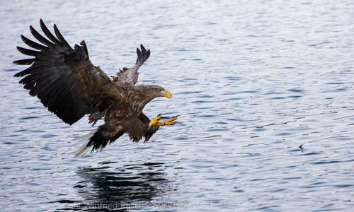 Sea eagle safari, Svolvaer