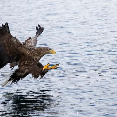 Sea eagle safari, Svolvaer, Norway