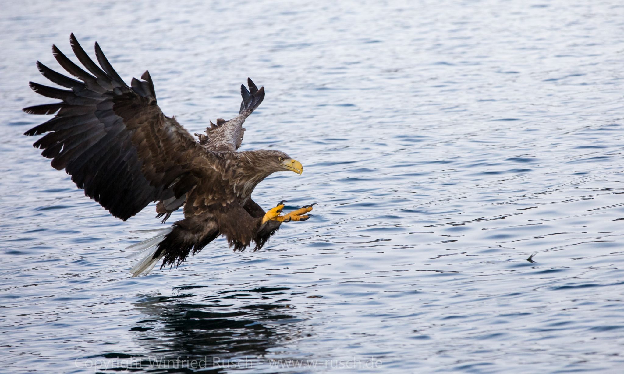Sea eagle safari, Svolvaer, Norway