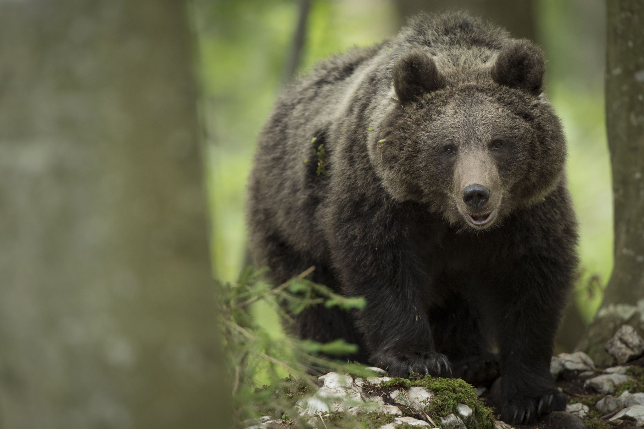 Brown bear photo hides, Slovenia