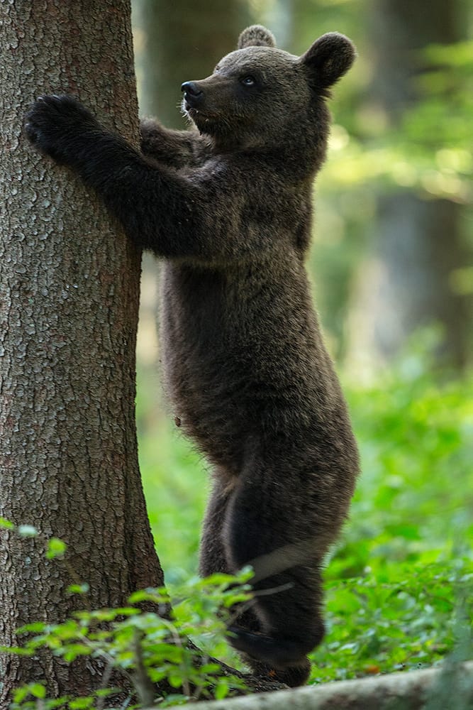 Brown bear photo hides, Slovenia