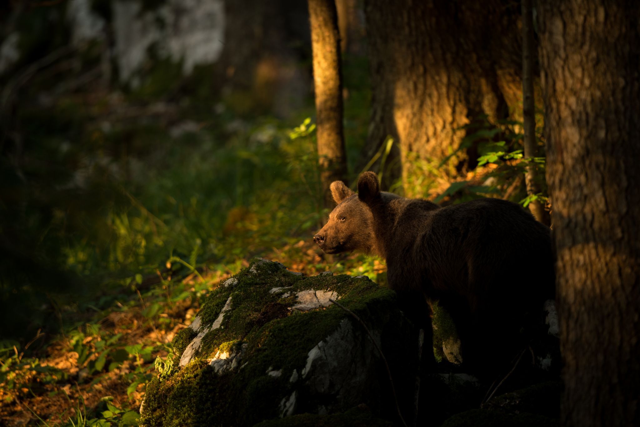Brown bear photo hides, Slovenia