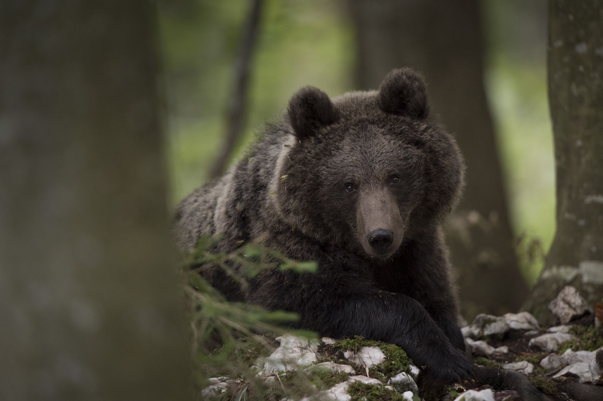 Brown bear photo hides, Slovenia