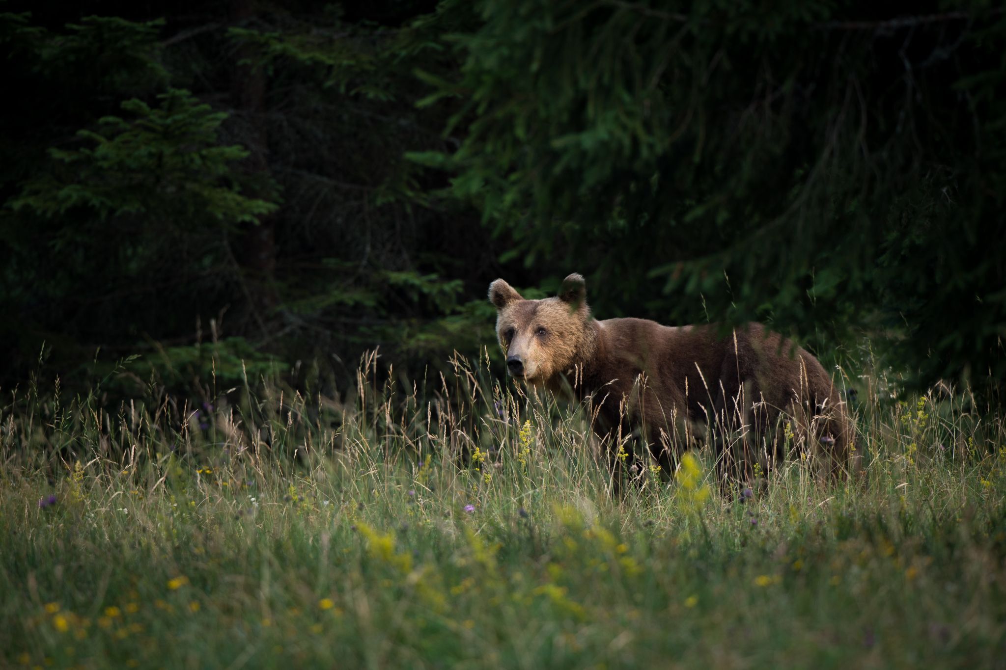 Brown bear photo hides, Slovenia