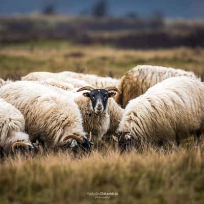 Stand out, Netherlands