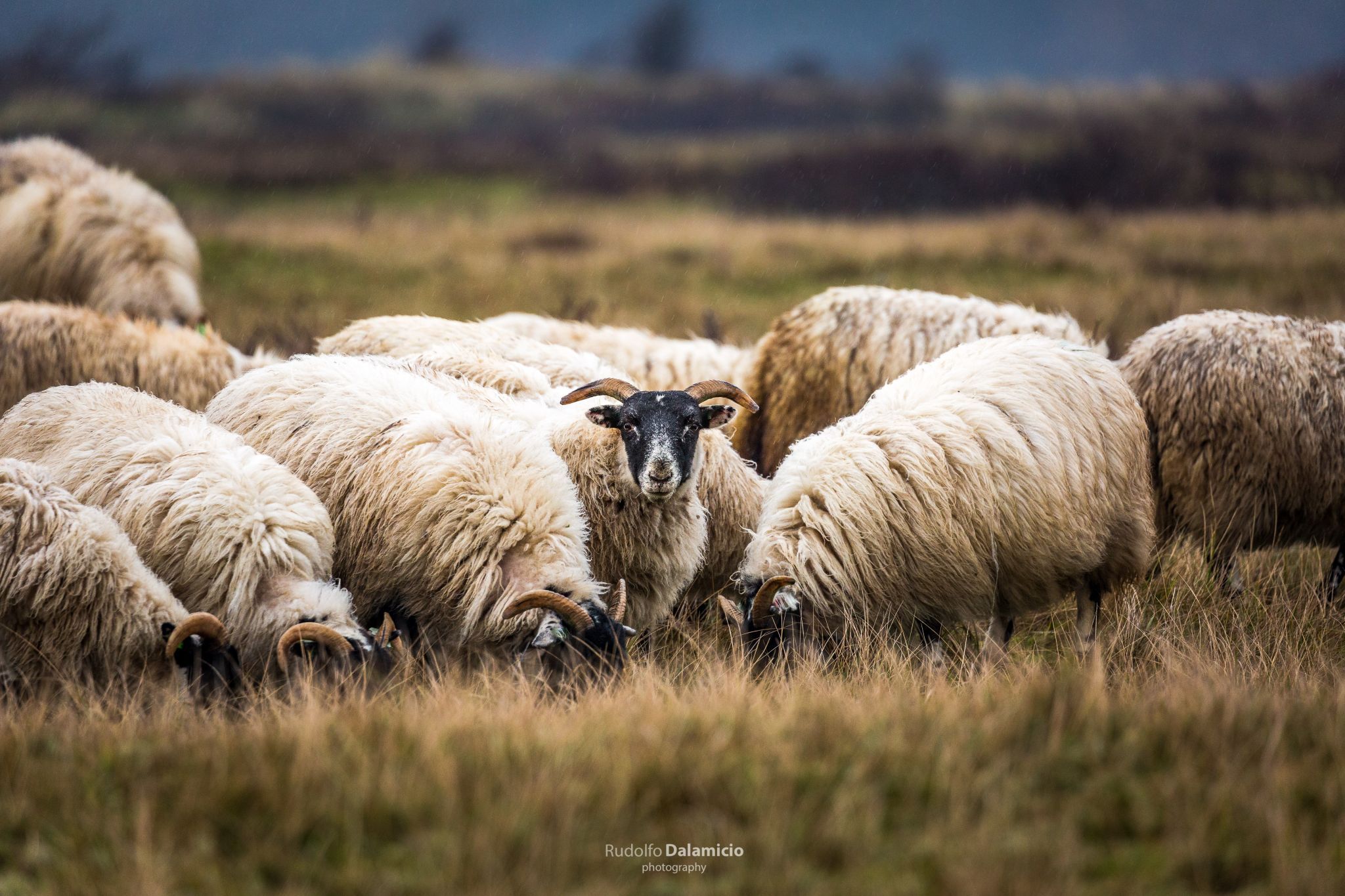 Stand out, Netherlands