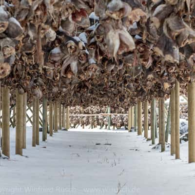 Stockfish, Eggum, Norway