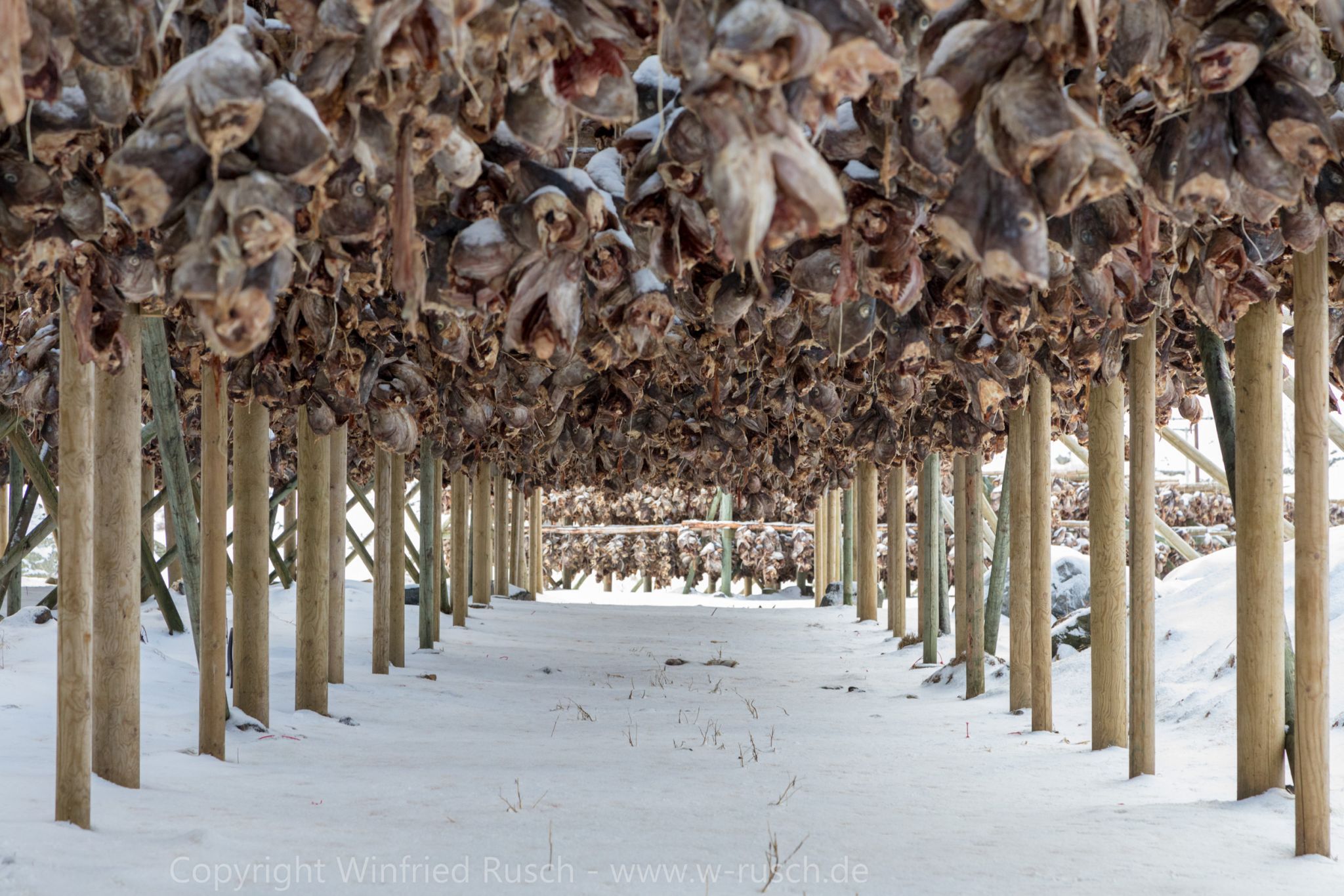 Stockfish, Eggum, Norway