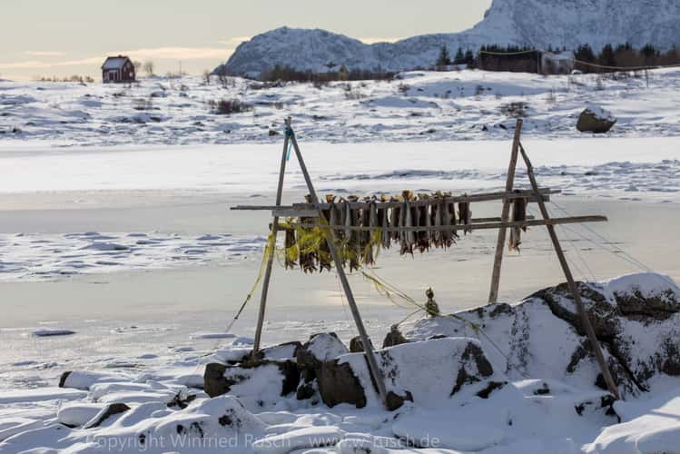 Stockfish, Bostad