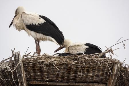 Storks in Bleckede