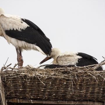 Storks in Bleckede, Germany