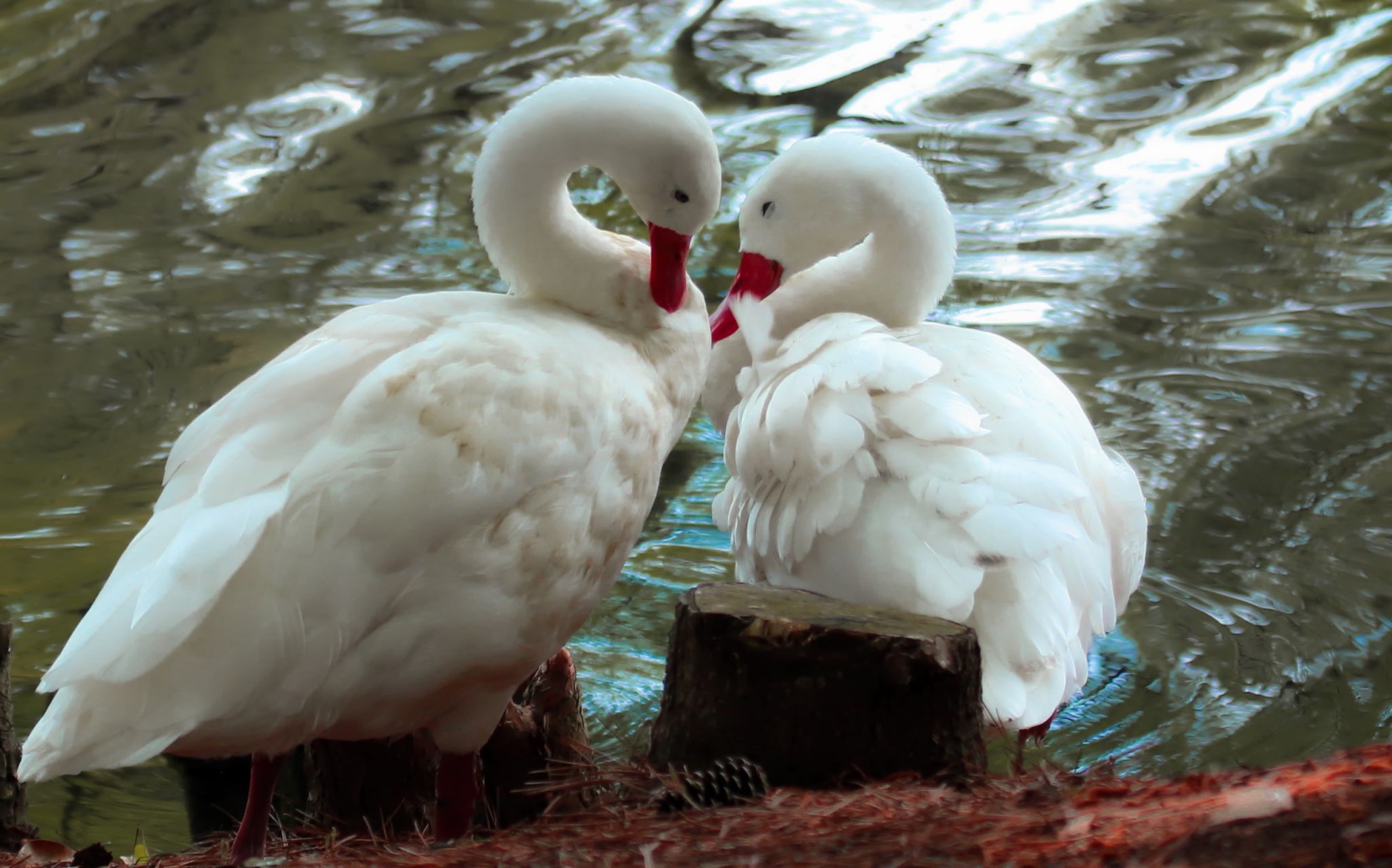 Swan Lake Iris Gardens, USA
