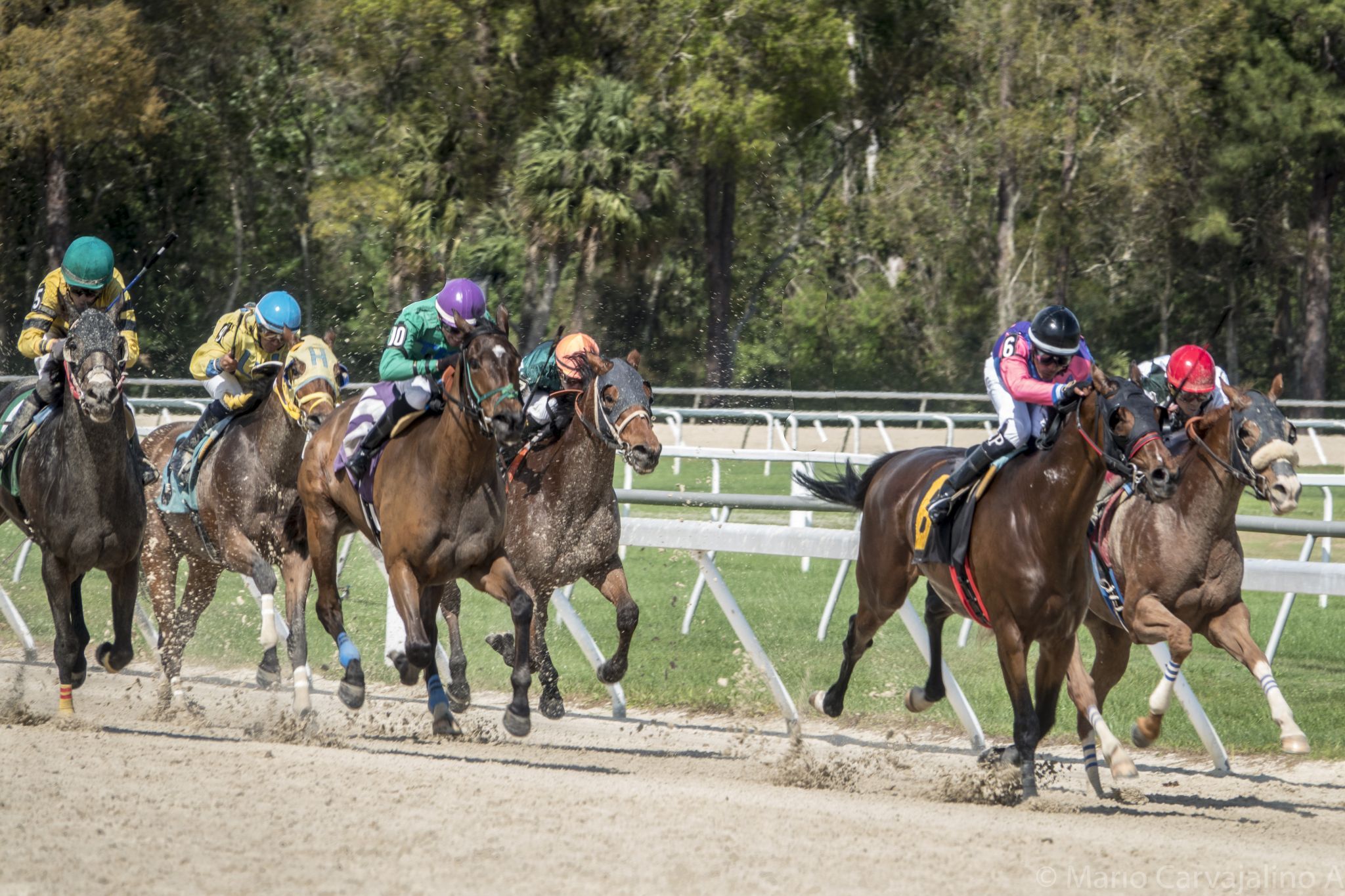 Tampa Bay Downs, USA