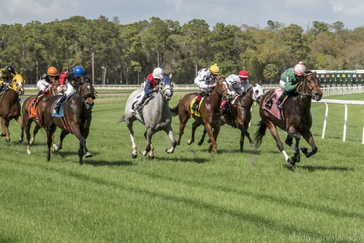 Tampa Bay Downs
