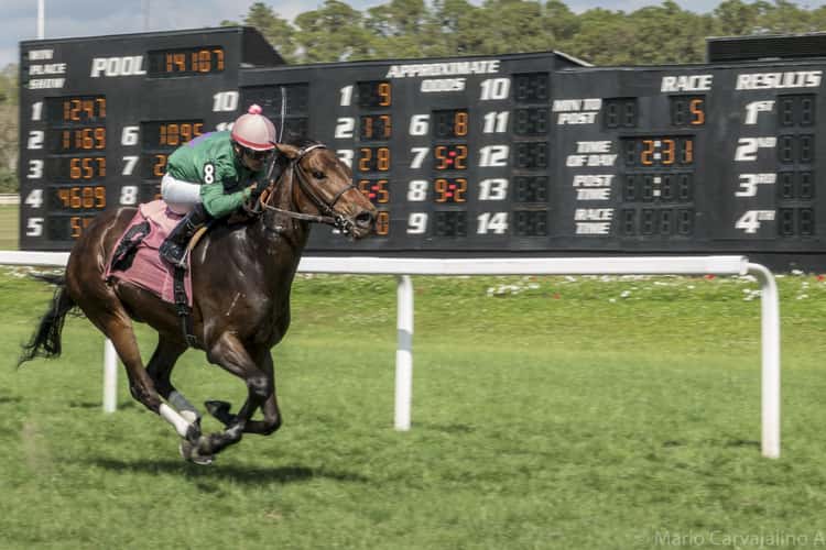 Tampa Bay Downs