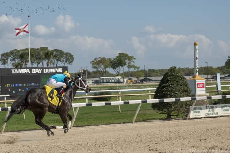 Tampa Bay Downs