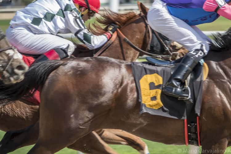 Tampa Bay Downs