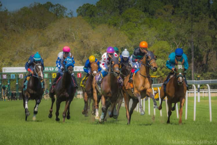 Tampa Bay Downs