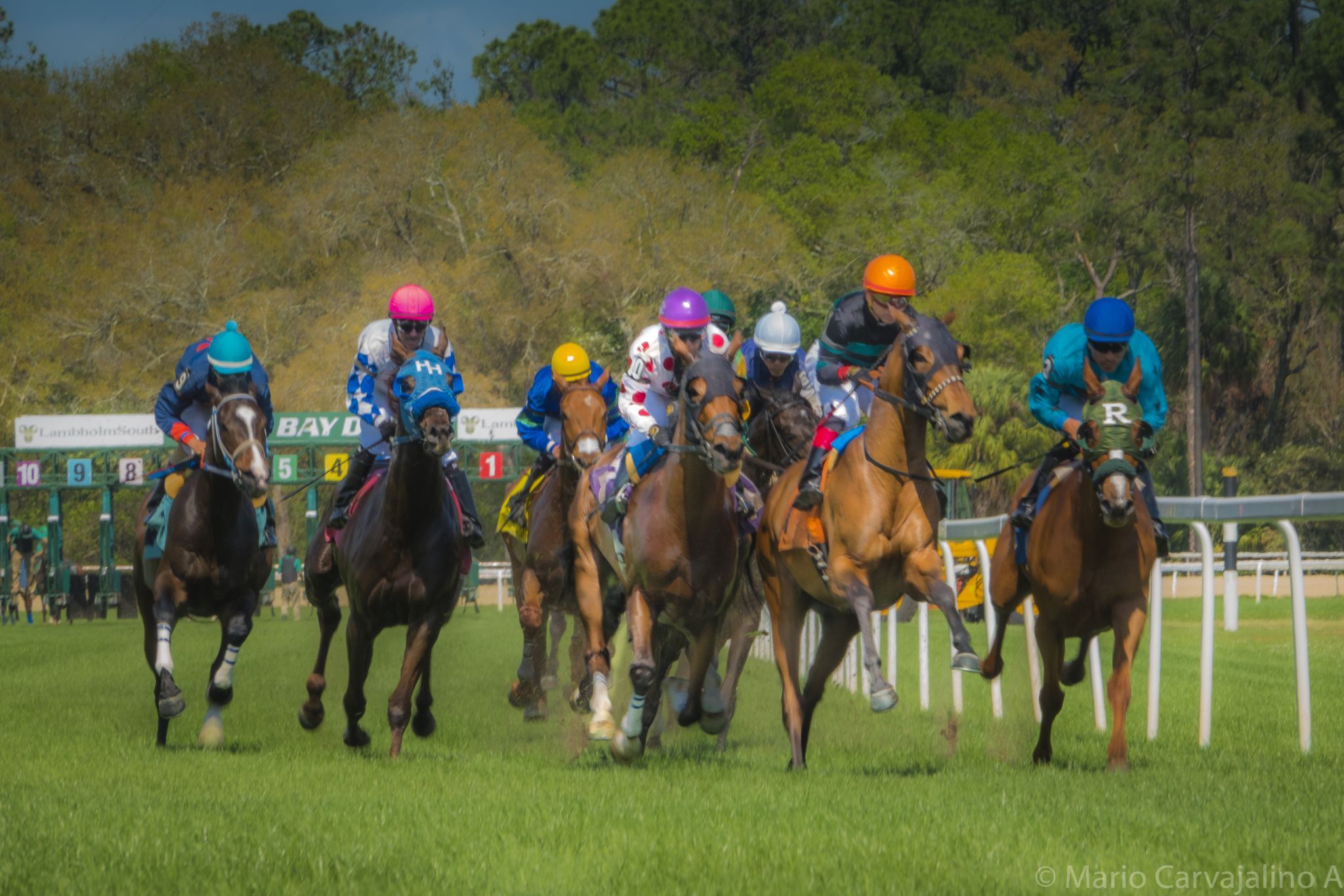 Tampa Bay Downs, USA