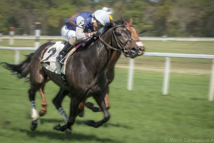 Tampa Bay Downs