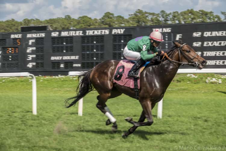 Tampa Bay Downs