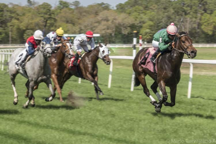 Tampa Bay Downs