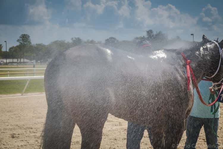 Tampa Bay Downs