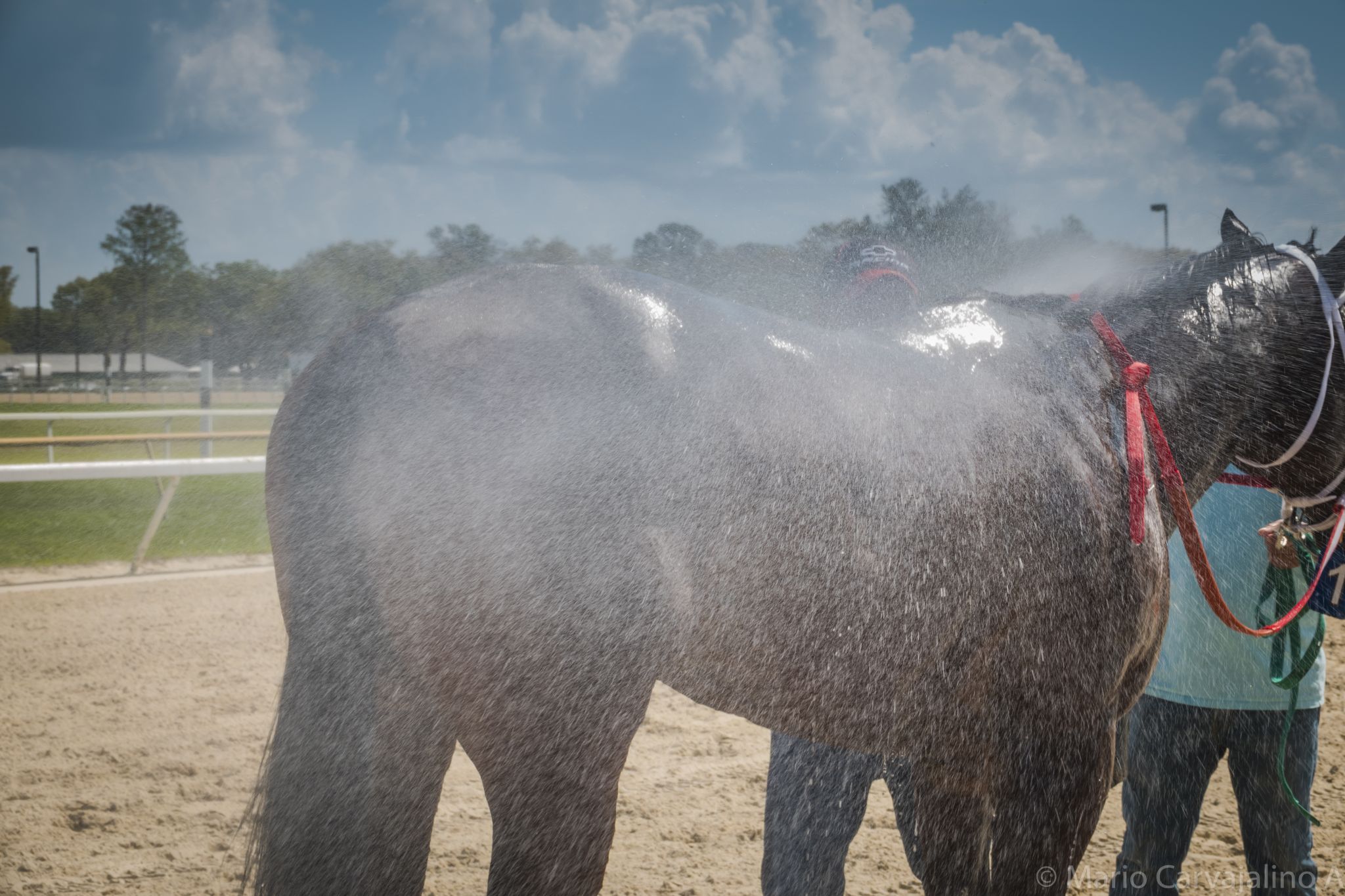 Tampa Bay Downs, USA