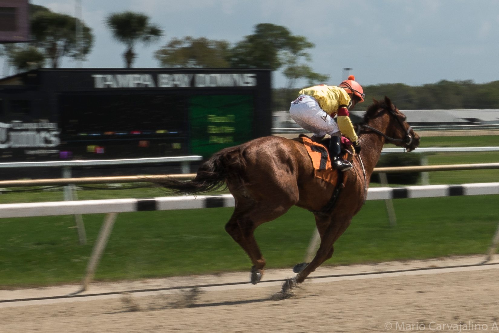 Tampa Bay Downs, USA