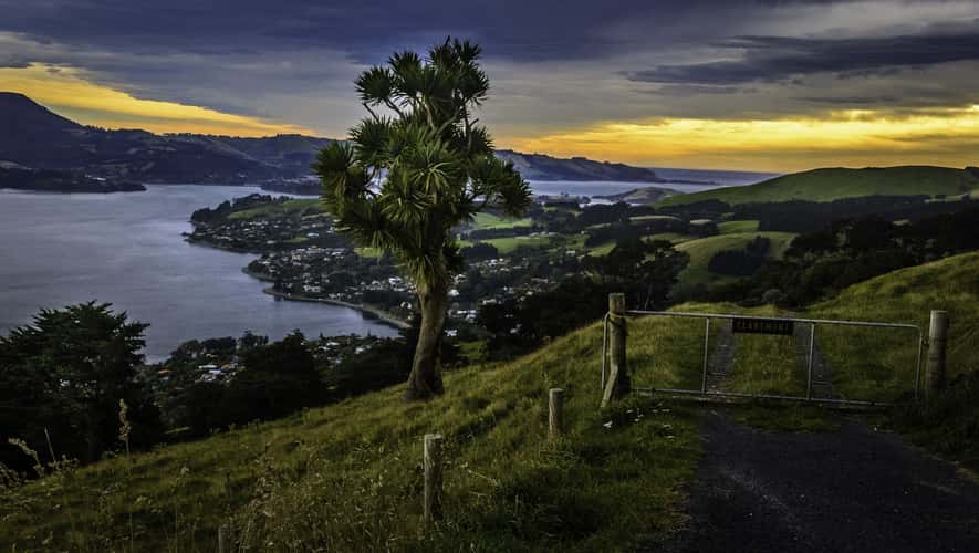 The Cabbage Tree of the Otago Peninsula