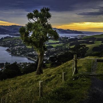 The Cabbage Tree of the Otago Peninsula, New Zealand