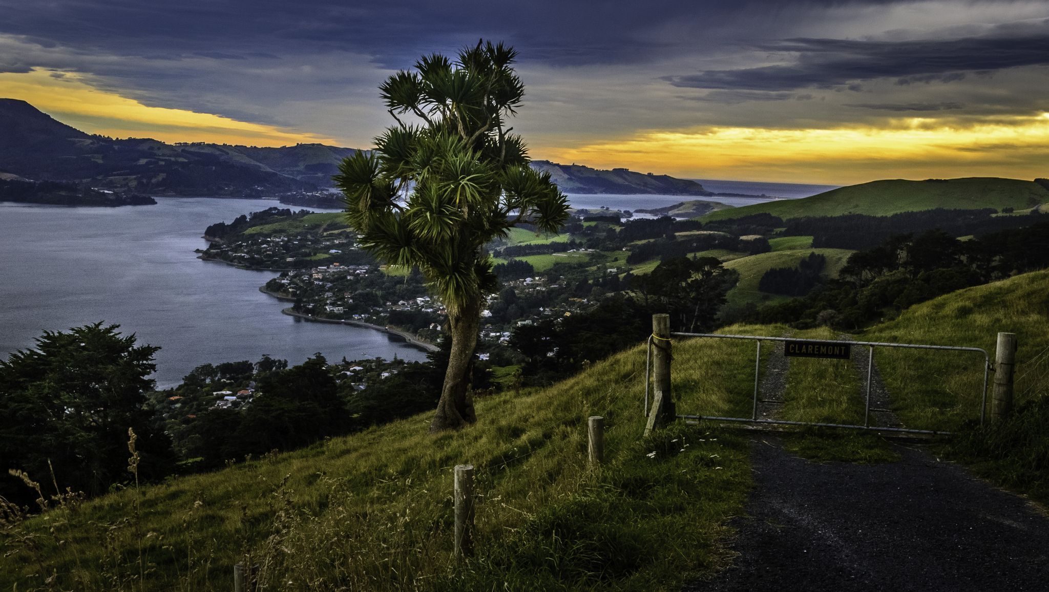 The Cabbage Tree of the Otago Peninsula, New Zealand