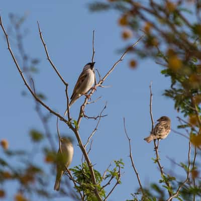 Wildlife & Nature, United Arab Emirates