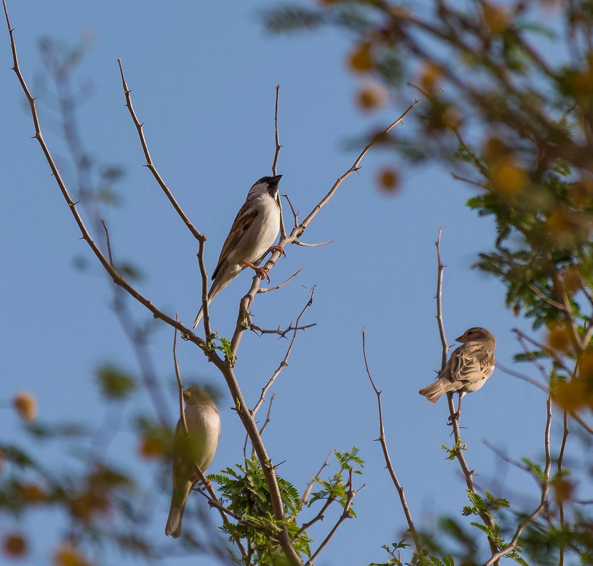 Wildlife & Nature, United Arab Emirates