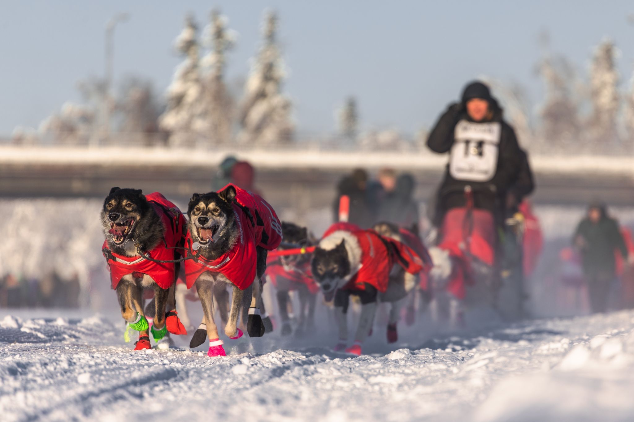 Yukon Quest start in Fairbanks, Alaska, USA