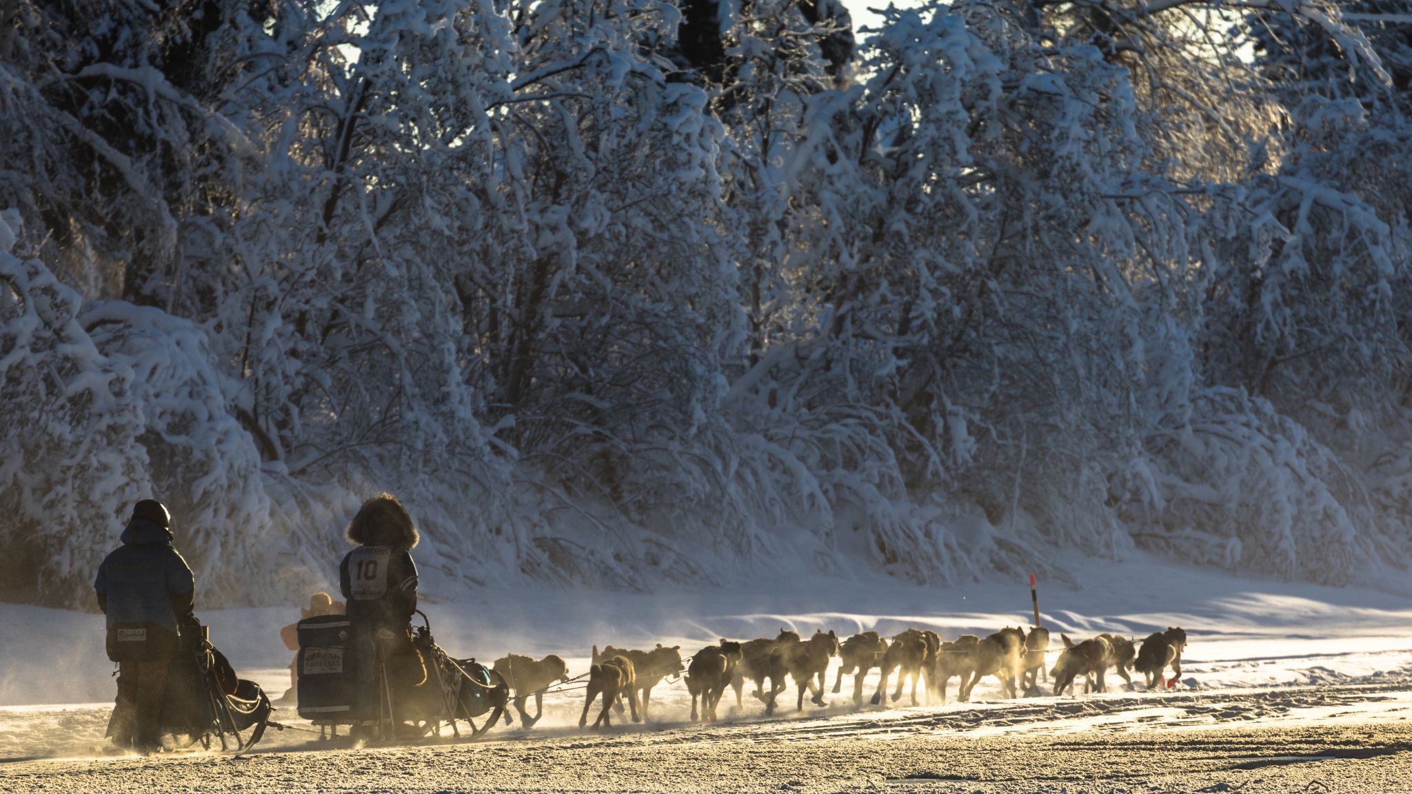Yukon Quest start in Fairbanks, Alaska, USA
