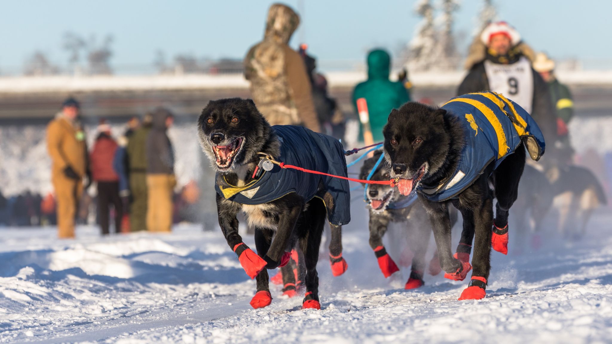 Yukon Quest start in Fairbanks, Alaska, USA