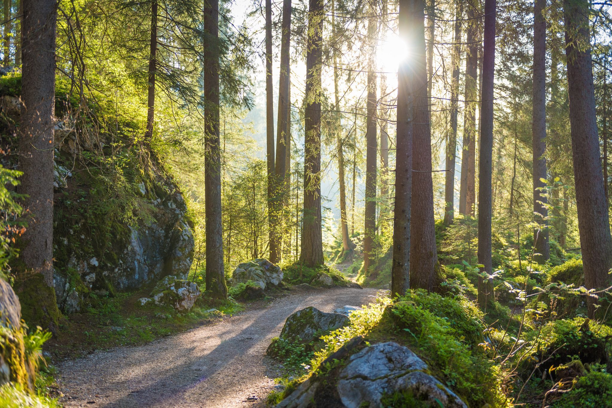 Zauberwald, Germany