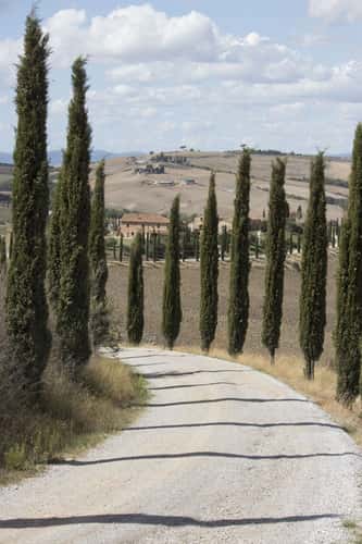 Agriturismo Baccoleno, Asciano