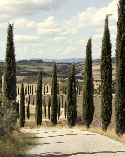 Agriturismo Baccoleno, Asciano