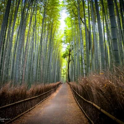 Arashiyama Bamboo Grove Kyoto, Japan