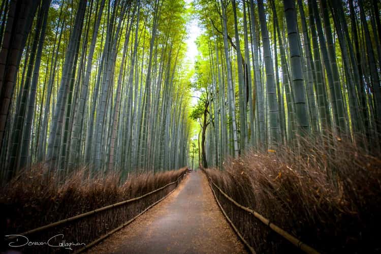 Arashiyama Bamboo Grove Kyoto