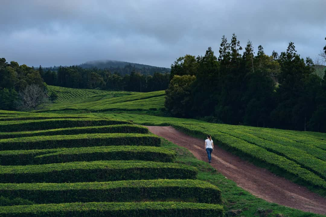 I really love my wide angle lens, but photos like that wouldn't be possible without any kind of zoom to get the desired framing. This photo was taken in the only tea plantation area in Europe which is located in the north of Sao Miguel, Azores.