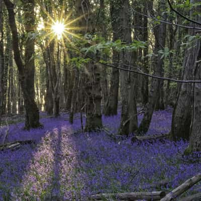 Blaxton Woods, United Kingdom