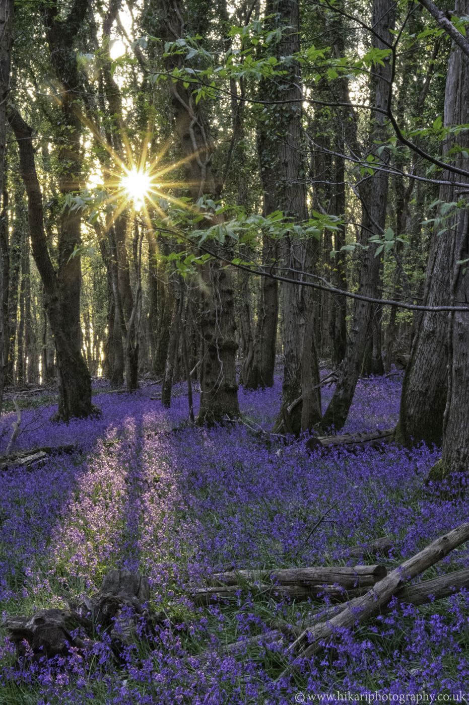 Blaxton Woods, United Kingdom