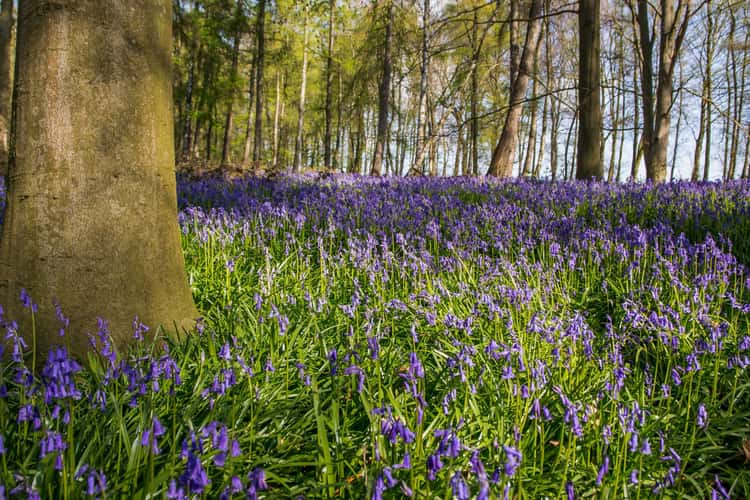 blue forest